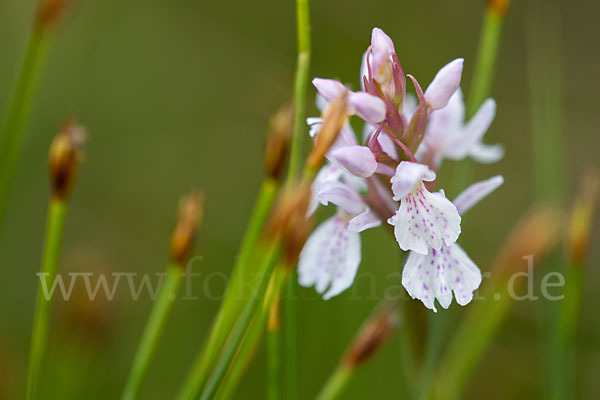 Geflecktes Knabenkraut (Dactylorhiza maculata)