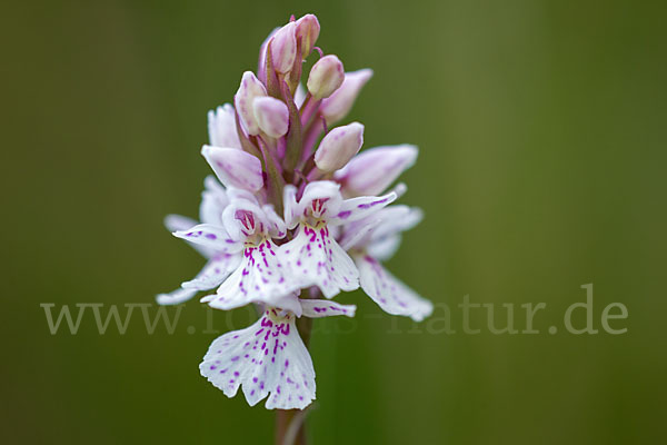 Geflecktes Knabenkraut (Dactylorhiza maculata)