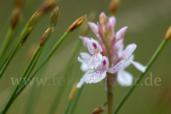 Geflecktes Knabenkraut (Dactylorhiza maculata)