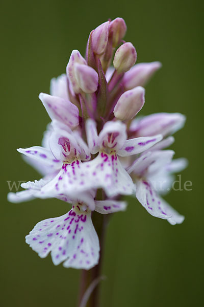 Geflecktes Knabenkraut (Dactylorhiza maculata)