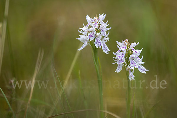 Geflecktes Knabenkraut (Dactylorhiza maculata)