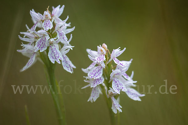 Geflecktes Knabenkraut (Dactylorhiza maculata)