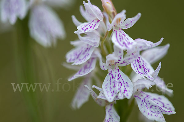 Geflecktes Knabenkraut (Dactylorhiza maculata)