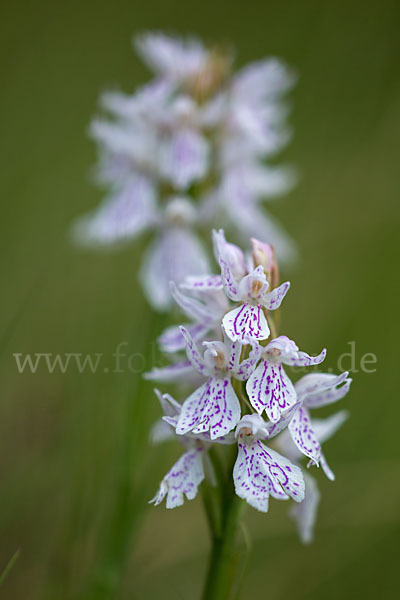 Geflecktes Knabenkraut (Dactylorhiza maculata)