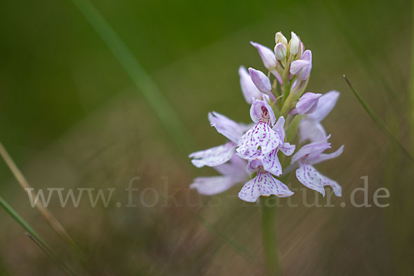 Geflecktes Knabenkraut (Dactylorhiza maculata)