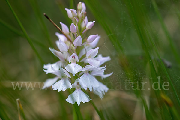 Geflecktes Knabenkraut (Dactylorhiza maculata)