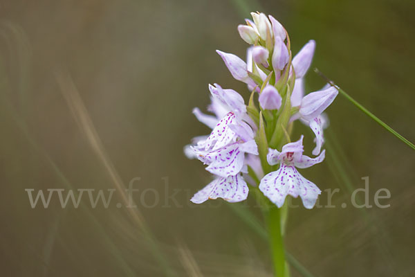 Geflecktes Knabenkraut (Dactylorhiza maculata)