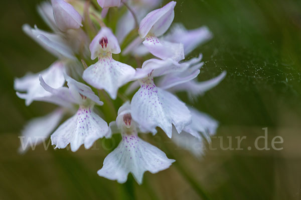 Geflecktes Knabenkraut (Dactylorhiza maculata)