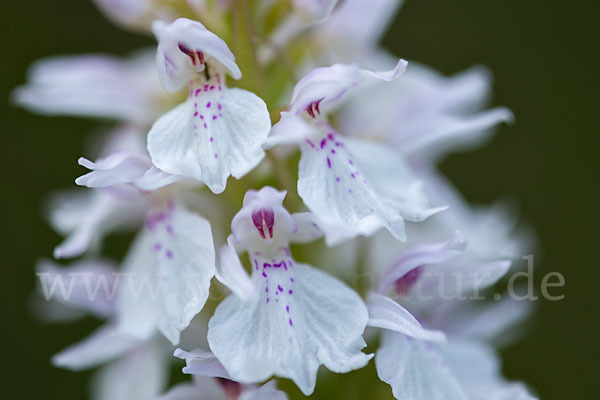 Geflecktes Knabenkraut (Dactylorhiza maculata)