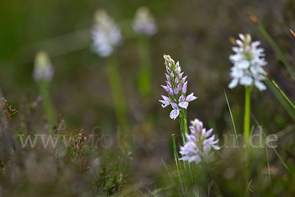 Geflecktes Knabenkraut (Dactylorhiza maculata)