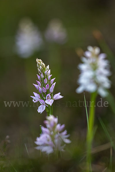 Geflecktes Knabenkraut (Dactylorhiza maculata)