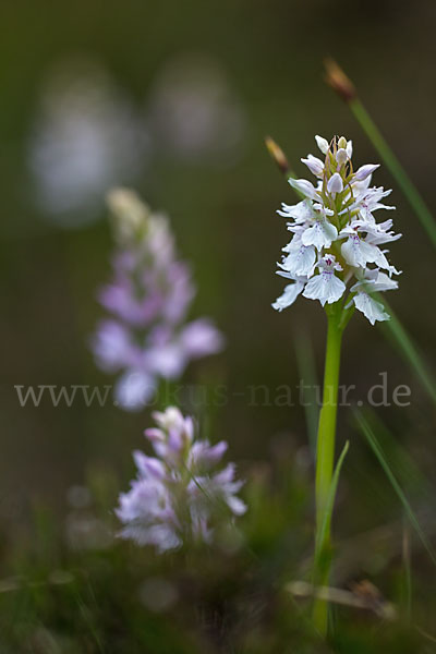 Geflecktes Knabenkraut (Dactylorhiza maculata)