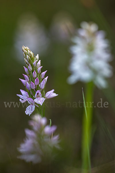 Geflecktes Knabenkraut (Dactylorhiza maculata)