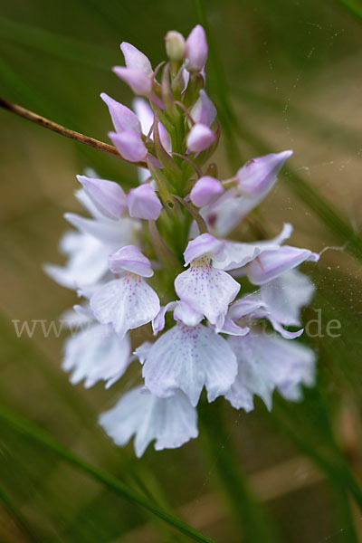 Geflecktes Knabenkraut (Dactylorhiza maculata)