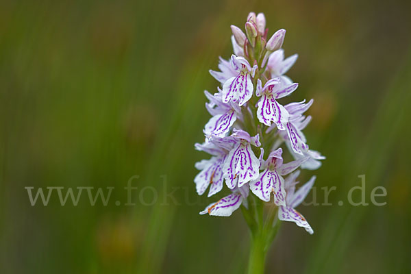 Geflecktes Knabenkraut (Dactylorhiza maculata)