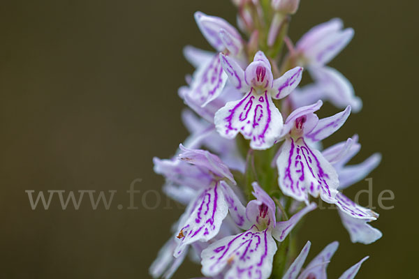 Geflecktes Knabenkraut (Dactylorhiza maculata)