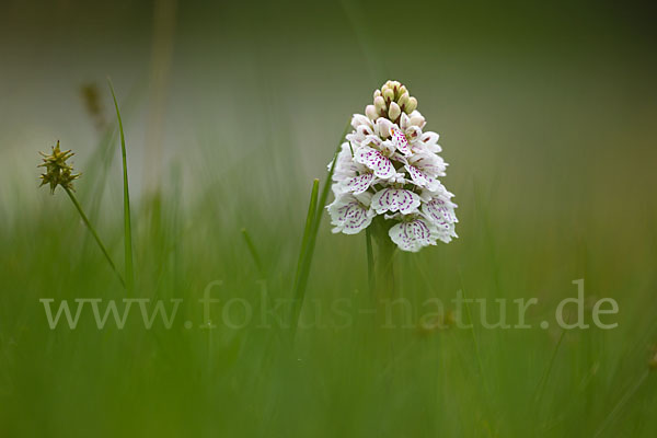 Geflecktes Knabenkraut (Dactylorhiza maculata)