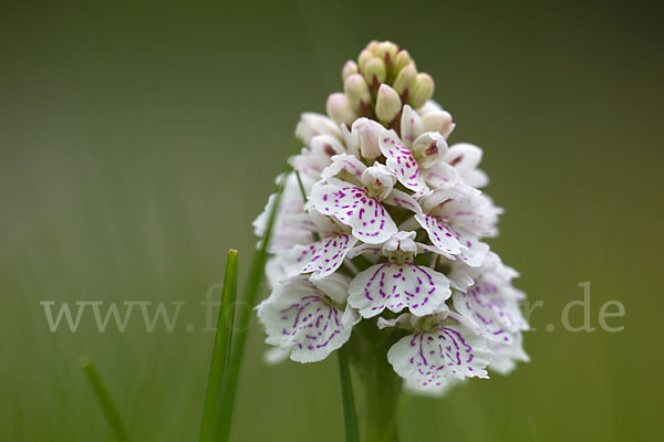 Geflecktes Knabenkraut (Dactylorhiza maculata)