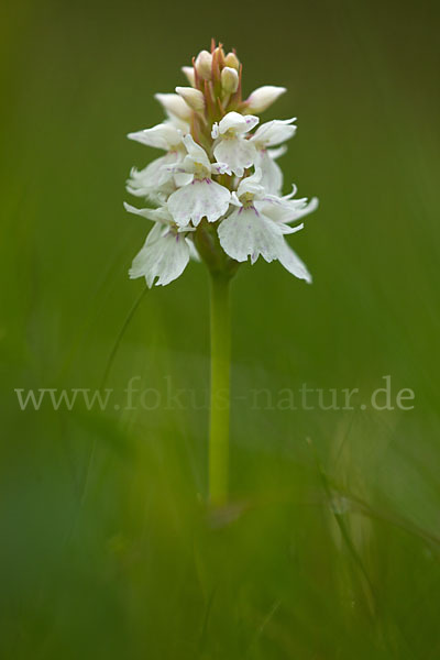 Geflecktes Knabenkraut (Dactylorhiza maculata)