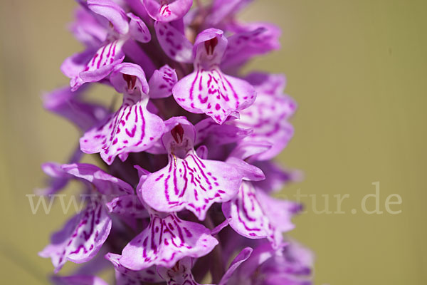 Geflecktes Knabenkraut (Dactylorhiza maculata)