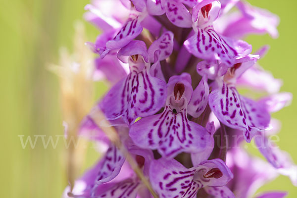 Geflecktes Knabenkraut (Dactylorhiza maculata)