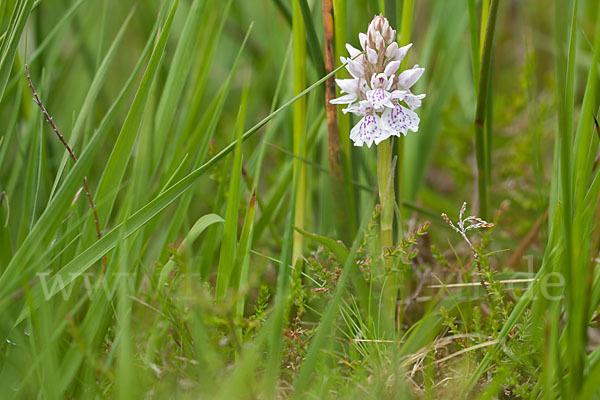 Geflecktes Knabenkraut (Dactylorhiza maculata)