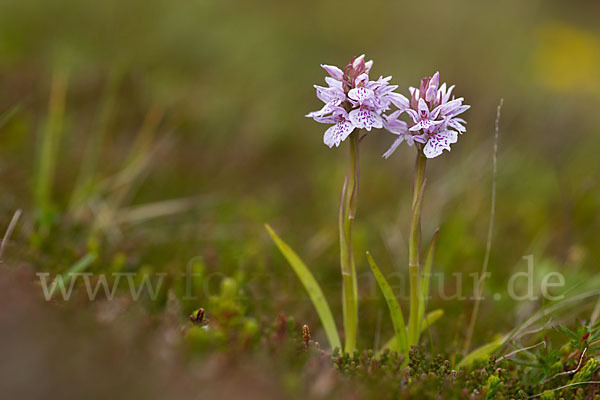 Geflecktes Knabenkraut (Dactylorhiza maculata)