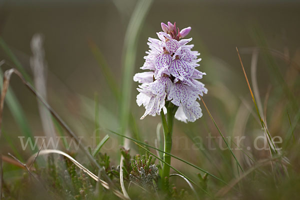 Geflecktes Knabenkraut (Dactylorhiza maculata)