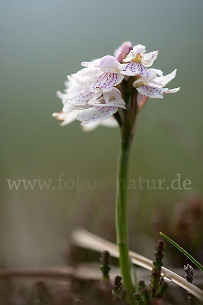 Geflecktes Knabenkraut (Dactylorhiza maculata)