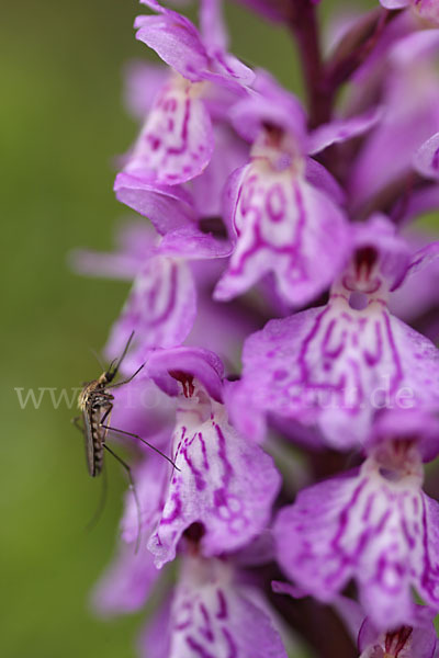 Geflecktes Knabenkraut (Dactylorhiza maculata)