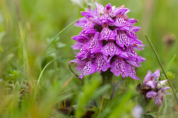 Geflecktes Knabenkraut Hybrid 1 (Dactylorhiza maculata x coccinea)