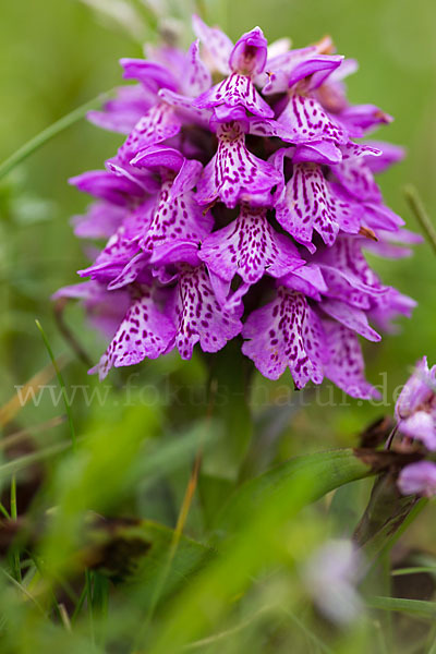 Geflecktes Knabenkraut Hybrid 1 (Dactylorhiza maculata x coccinea)