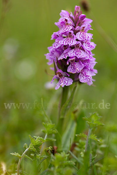 Geflecktes Knabenkraut Hybrid 1 (Dactylorhiza maculata x coccinea)