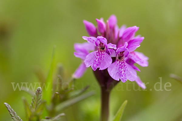 Geflecktes Knabenkraut Hybrid 1 (Dactylorhiza maculata x coccinea)