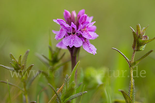 Geflecktes Knabenkraut Hybrid 1 (Dactylorhiza maculata x coccinea)