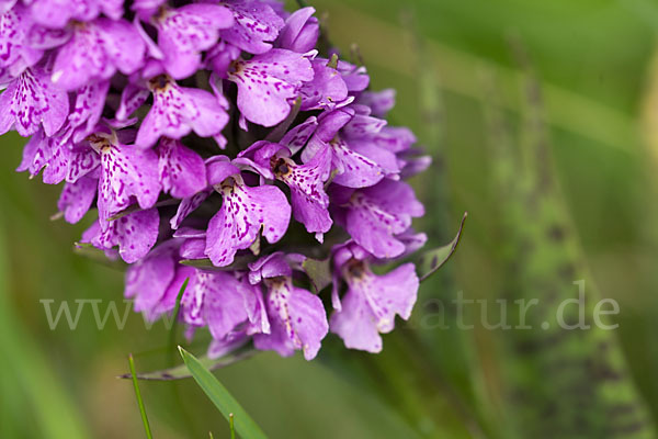 Geflecktes Knabenkraut Hybrid 2 (Dactylorhiza maculata x purpurella)