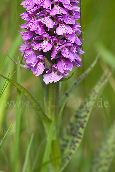 Geflecktes Knabenkraut Hybrid 2 (Dactylorhiza maculata x purpurella)