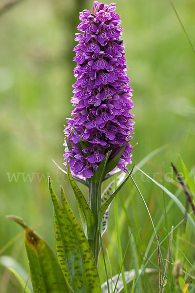 Geflecktes Knabenkraut Hybrid 2 (Dactylorhiza maculata x purpurella)