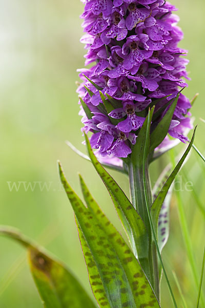 Geflecktes Knabenkraut Hybrid 2 (Dactylorhiza maculata x purpurella)