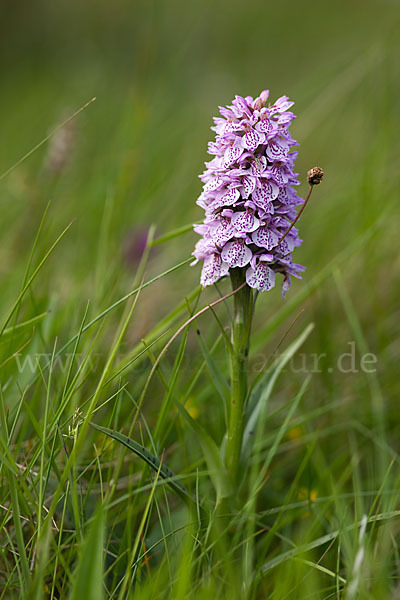 Geflecktes Knabenkraut Hybrid 2 (Dactylorhiza maculata x purpurella)