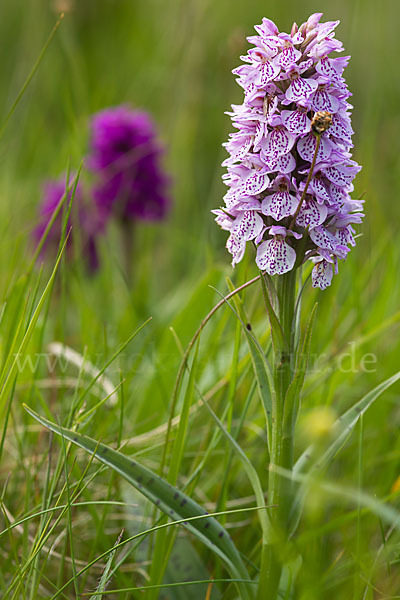 Geflecktes Knabenkraut Hybrid 2 (Dactylorhiza maculata x purpurella)