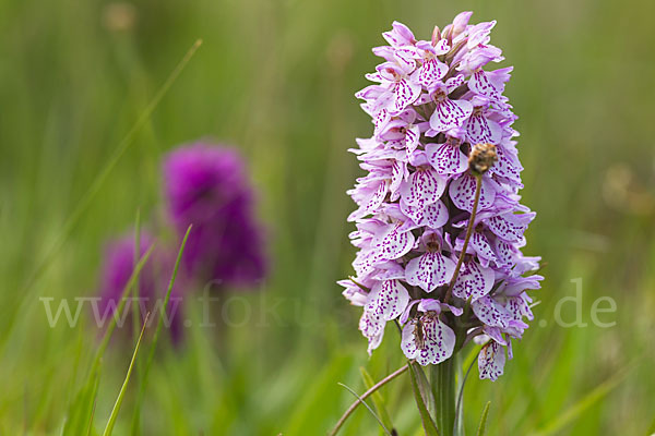 Geflecktes Knabenkraut Hybrid 2 (Dactylorhiza maculata x purpurella)