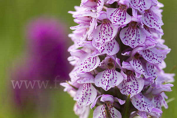 Geflecktes Knabenkraut Hybrid 2 (Dactylorhiza maculata x purpurella)