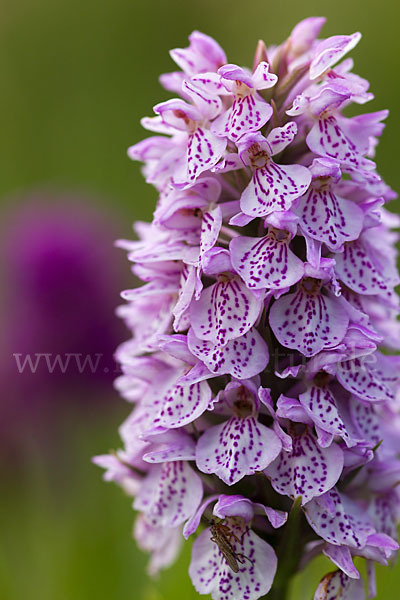 Geflecktes Knabenkraut Hybrid 2 (Dactylorhiza maculata x purpurella)