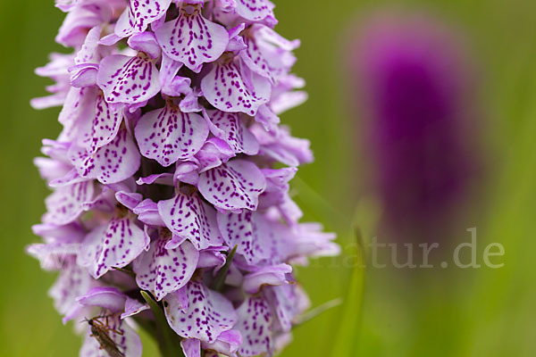 Geflecktes Knabenkraut Hybrid 2 (Dactylorhiza maculata x purpurella)