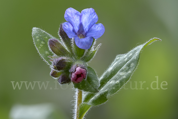 Geflecktes Lungenkraut (Pulmonaria officinalis)