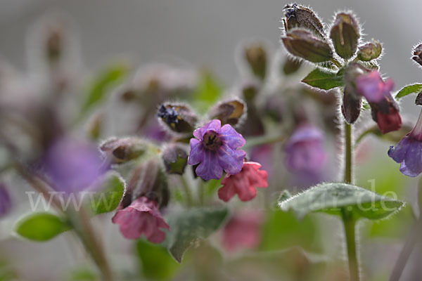 Geflecktes Lungenkraut (Pulmonaria officinalis)