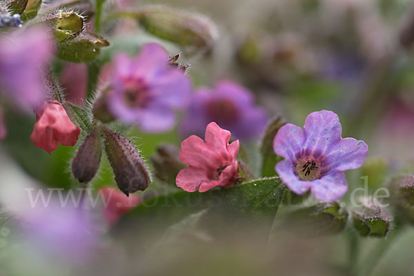 Geflecktes Lungenkraut (Pulmonaria officinalis)