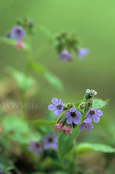 Geflecktes Lungenkraut (Pulmonaria officinalis)