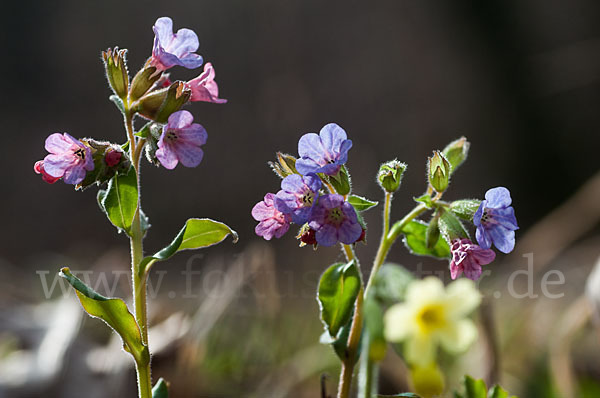 Geflecktes Lungenkraut (Pulmonaria officinalis)